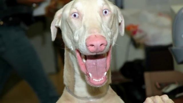 день парикмахера прикольное поздравление с днем парикмахера смотреть онлайн