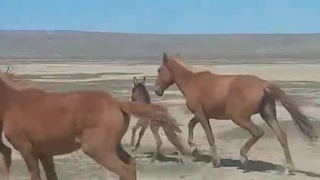 Жылқы мен Есек шатыс ...қашыр смотреть онлайн