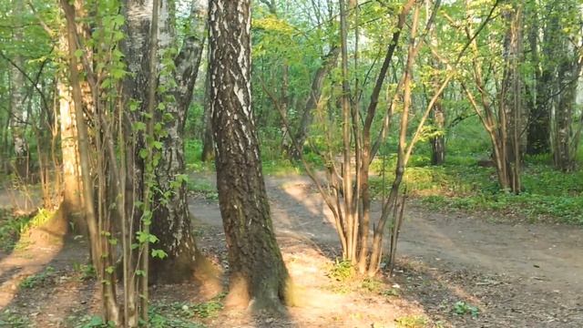 Утренняя прогулка 12 мая 2020. Сойки гоняют белок. Всё цветёт. Соловьи заливаются.