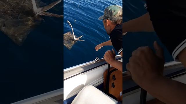 Рыба "Лиса" на спиннинг Анапа смотреть онлайн