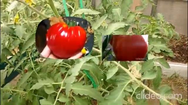 4 красавца сорта с крупными помидорами вырастут в моей теплице! смотреть онлайн