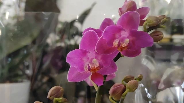 №667/ СВЕЖАЯ поставка ОРХИДЕЙ в маг ОРХИДЕЯ смотреть онлайн