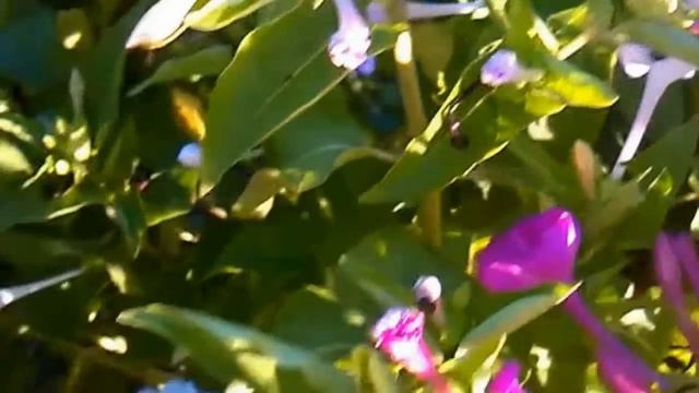 flores de clavellina mirabilis смотреть онлайн