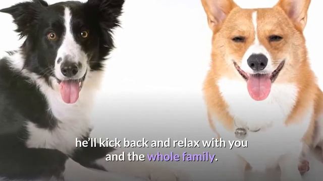 What are the Best Border Collie Mix-Breeds? Which one should you get? смотреть онлайн