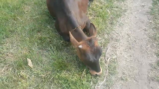 Купили телочку породы Джерси.?? Мечты сбываются))) смотреть онлайн