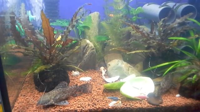 СП "Больше чем просто большая", моё непростое решение. Что навышивалось и чем занималась. смотреть онлайн