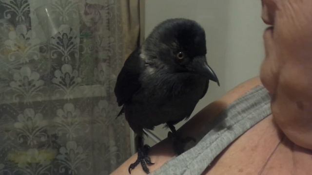 Умная галка Карлуша 7 лет смотреть онлайн