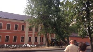 Как правильно спиливать тополя