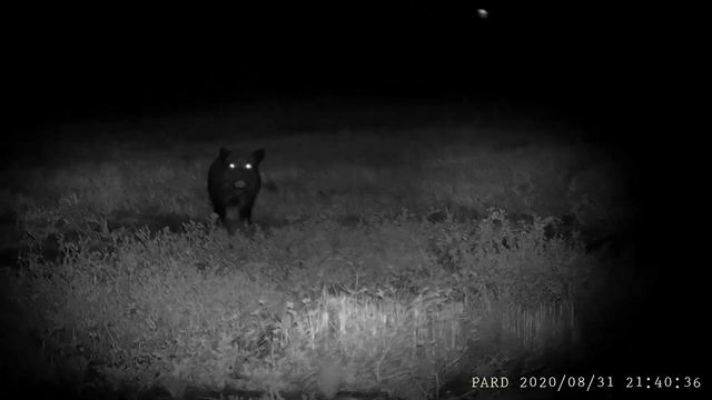 PARD NV007 - OSSERVAZIONE di un verro PARD NV007 - OBSERVATION of a boar смотреть онлайн