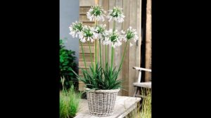 Агапантус. Декоративное комнатное растение