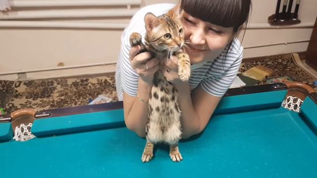 Бенгальский котёнок мальчик Феликс смотреть онлайн
