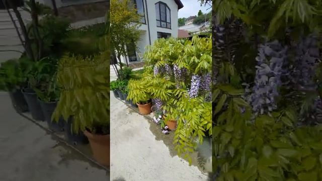 Цветущая глициния в горшке смотреть онлайн