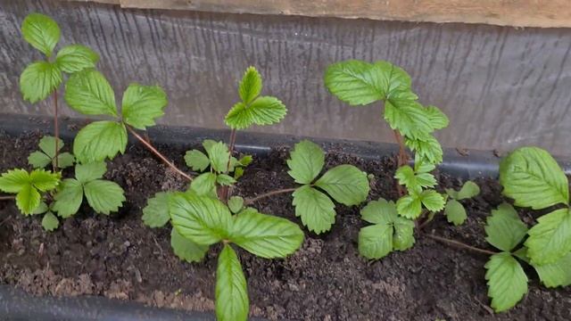 Размножение растений Клубники усами. смотреть онлайн