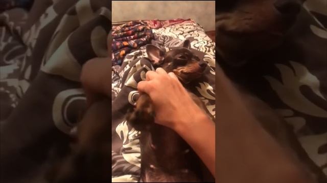 ТОЙ ТЕРЬЕР, РЕЛАКС МАССАЖ ДЛЯ СОБАК смотреть онлайн