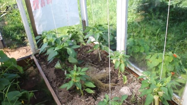 ПЕРЕЦ И ОГУРЦЫ В ТЕПЛИЦЕ. смотреть онлайн