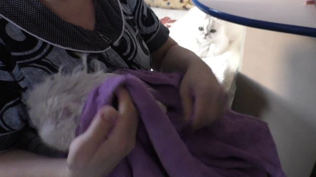 Кот Элвис после мытья смотреть онлайн