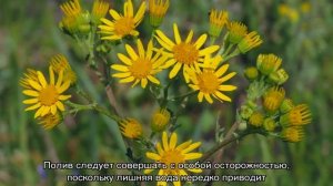Крестовник обыкновенный Senecio vulgaris