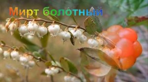 Растения болот