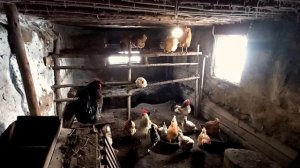 Куры в курятнике зимой