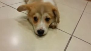Щенок корги играет и лает