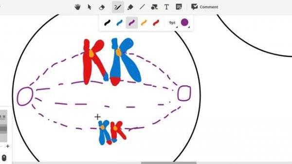 Stages of Meiosis Explained