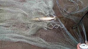 Трофейная рыбалка на кастинговую сеть.