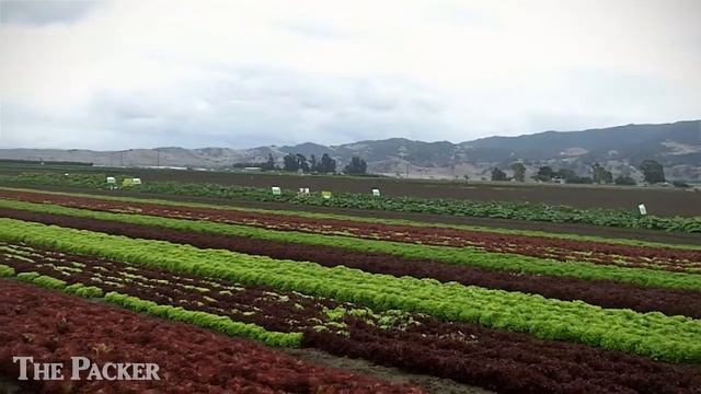 Enza Zaden showcases lettuce, vegetable varieties смотреть онлайн