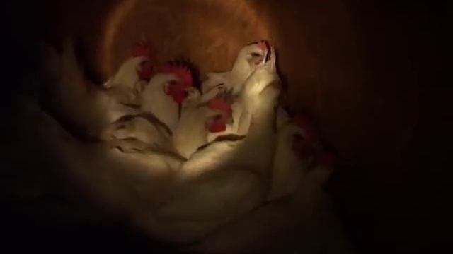 POULET DE BRESSE AOP смотреть онлайн