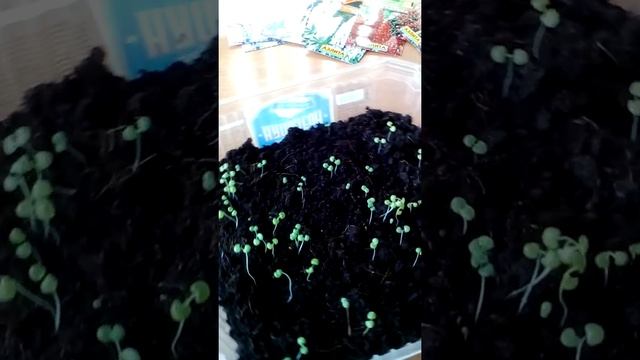 Посадка и уход 