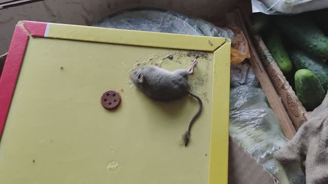 Лучшее средство борьбы с мелкими грызунами. Липкая ловушка для мышей снова в деле. 08092023.