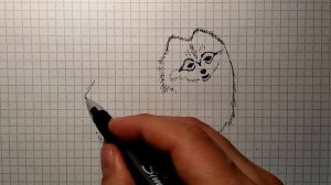 Как нарисовать ШПИЦА | Уроки рисования | Простые рисунки для детей и начинающих