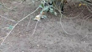 Джек Рассел притравка на кабана