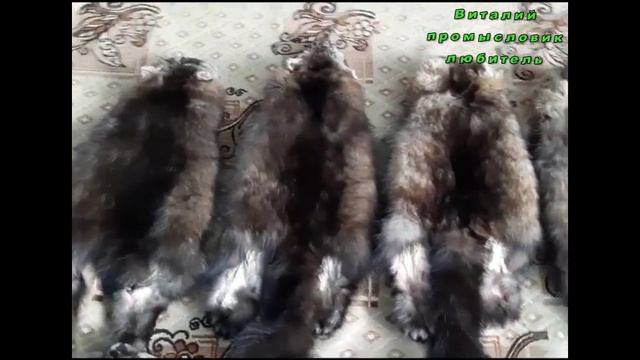 Шкурки соболя перед сдачей смотреть онлайн