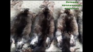 Шкурки соболя перед сдачей