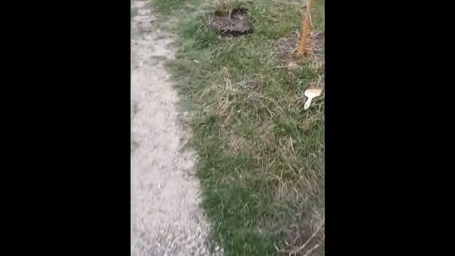 Побелка деревьев - хитрость ) смотреть онлайн