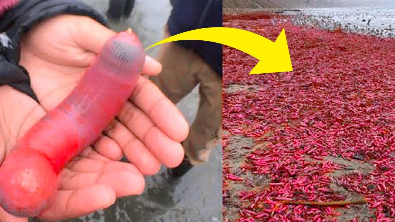 Самые Необычные Животные, в Существование Которых Сложно Поверить смотреть онлайн