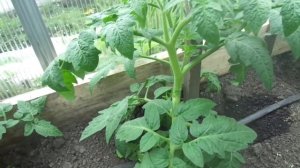 ТОМАТ ДЕМИДОВ - НУЖНО ЛИ ПАСЫНКОВАТЬ? Ольга Чернова.