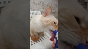 поздравляю всех девочек 
✨8 МАРТА ✨