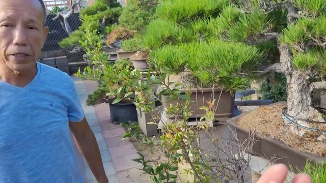 Bonsai Tour of one of the best Yamadori collectors - Tom Vuong смотреть онлайн