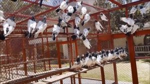 ТЭДДИ. Уникальные высоколетные голуби/Teddy pigeons breeders (Ch Sakhi Muhammad Bhatti. Pakistan)