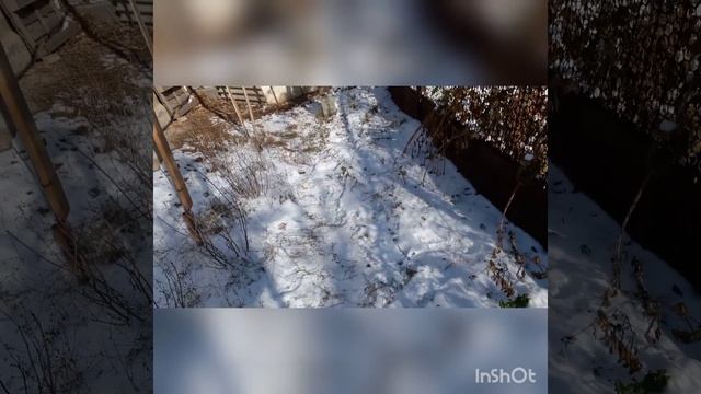 Ловля щеглов.Первые метисы. смотреть онлайн