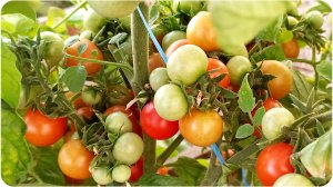 Хорошие сорта томатов черри. Карликовый сорт Клюква в сахаре, Кнопка и Пуговка. Томаты для балкона.