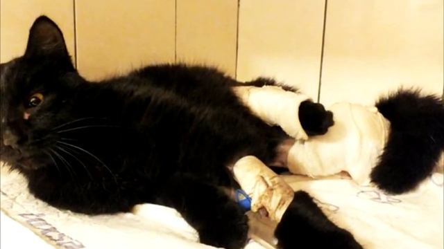 Совершайте добро! История спасения кота по кличке Макс смотреть онлайн