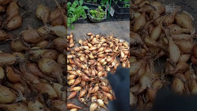 Как сохранить севок до весны в отличном состоянии. смотреть онлайн