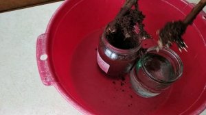 Укоренение черенков винограда 2021. Клонекс гель (Clonex Gel) результат на 12 день.