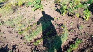 Зона отдыха на даче. Строительство. Обзор дачного участка на 5 августа 2023 года.