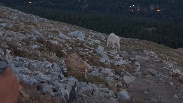 Mountain Goat Hunting ?CAZA y COCINA ? Cazando La Cabra De Las Rocosas ??? смотреть онлайн