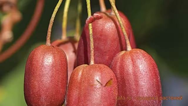 Актинидия аргута Скарлет Септембер Киви ? обзор: как сажать, рассада актинидии смотреть онлайн