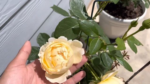 David Austin Rose // Wollerton Old Hall смотреть онлайн