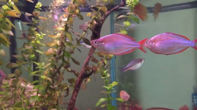 My awesome Praecox Rainbowfish смотреть онлайн